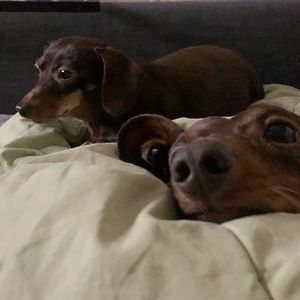 Meet your Posher, Aturservice